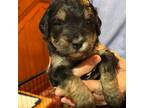 Mutt Puppy for sale in Washington, IA, USA