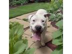 Adopt Adonis a Pit Bull Terrier