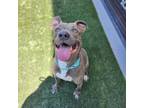 Adopt CHAZ a Pit Bull Terrier, Mixed Breed