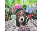 Basset Hound Puppy for sale in Quapaw, OK, USA