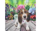 Basset Hound Puppy for sale in Quapaw, OK, USA