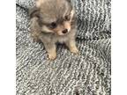 Pomeranian Puppy for sale in Tekonsha, MI, USA