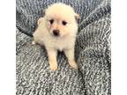Pomeranian Puppy for sale in Tekonsha, MI, USA