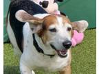 Adopt King a Beagle, Basset Hound
