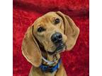 Adopt Findlay - FOSTER NEEDED a Redbone Coonhound