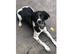 Adopt Lenny(LOOKING FOR FOSTER OR FOSTER TO ADOPT) a English Springer Spaniel