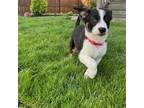 Adopt Dandy a Border Collie