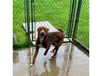 Adopt Copper a Chocolate Labrador Retriever