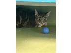 Adopt Graybell a Domestic Short Hair