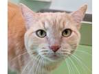 Adopt Nemmick a Domestic Short Hair