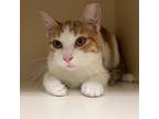 Adopt Martin a Domestic Short Hair