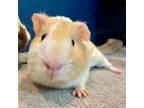 Adopt Neville a Guinea Pig