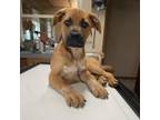 Adopt Thor a Black Mouth Cur