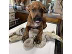 Adopt hawkeye a Black Mouth Cur