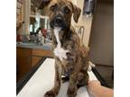Adopt Tony a Black Mouth Cur