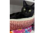 Adopt Izzy a Domestic Short Hair