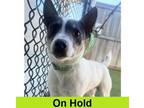 Adopt Winslow a Parson Russell Terrier, Mixed Breed
