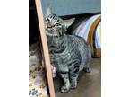 Adopt Mickey a Domestic Short Hair