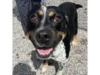 Adopt Willie a Cattle Dog, Mixed Breed