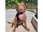 Adopt Chandler a Pit Bull Terrier