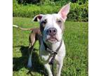 Adopt Milo a Pit Bull Terrier