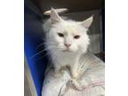 Adopt Mr. Mellow (Melvin) a Himalayan, Domestic Short Hair