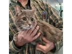 Adopt Shmitty the kitty a Domestic Short Hair