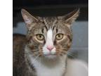 Adopt Meat Loaf a Domestic Short Hair