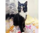 Adopt Ash a Domestic Medium Hair