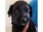 Adopt Tootsie Roll a Mixed Breed