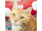 Adopt Odie a Domestic Short Hair