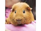 Adopt Oliver a Guinea Pig
