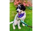 Adopt Ozzie a Great Pyrenees, Bernese Mountain Dog