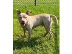 Adopt Porky a Pit Bull Terrier, Mixed Breed