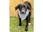 Adopt Dinky a Labrador Retriever