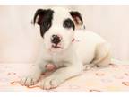 Adopt Wags a American Staffordshire Terrier, Mixed Breed