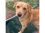 Adopt xander a Retriever