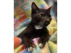 Adopt Domino a Domestic Short Hair