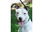 Adopt Pogo a Pit Bull Terrier