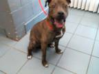 Adopt ANCHOVY a Mixed Breed