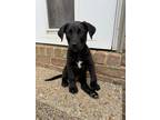 Adopt Kylo/ Clyde~ a Labrador Retriever, Schnauzer