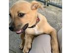 Adopt Enzo a Feist, Mixed Breed
