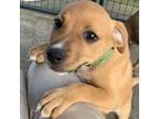 Adopt Rowdy a Feist, Mixed Breed