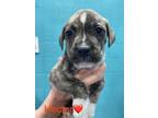 Adopt Hector a Boxer, Mixed Breed