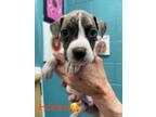 Adopt Holden a Boxer, Mixed Breed