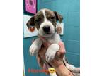 Adopt Harvey a Boxer, Mixed Breed