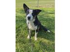 Adopt Wallflower a Border Collie, Mixed Breed
