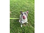 Adopt Grant a Pit Bull Terrier, Mixed Breed