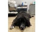 Adopt Macho a Newfoundland Dog, Mixed Breed