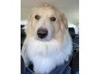 Adopt Luffy a Great Pyrenees, Collie